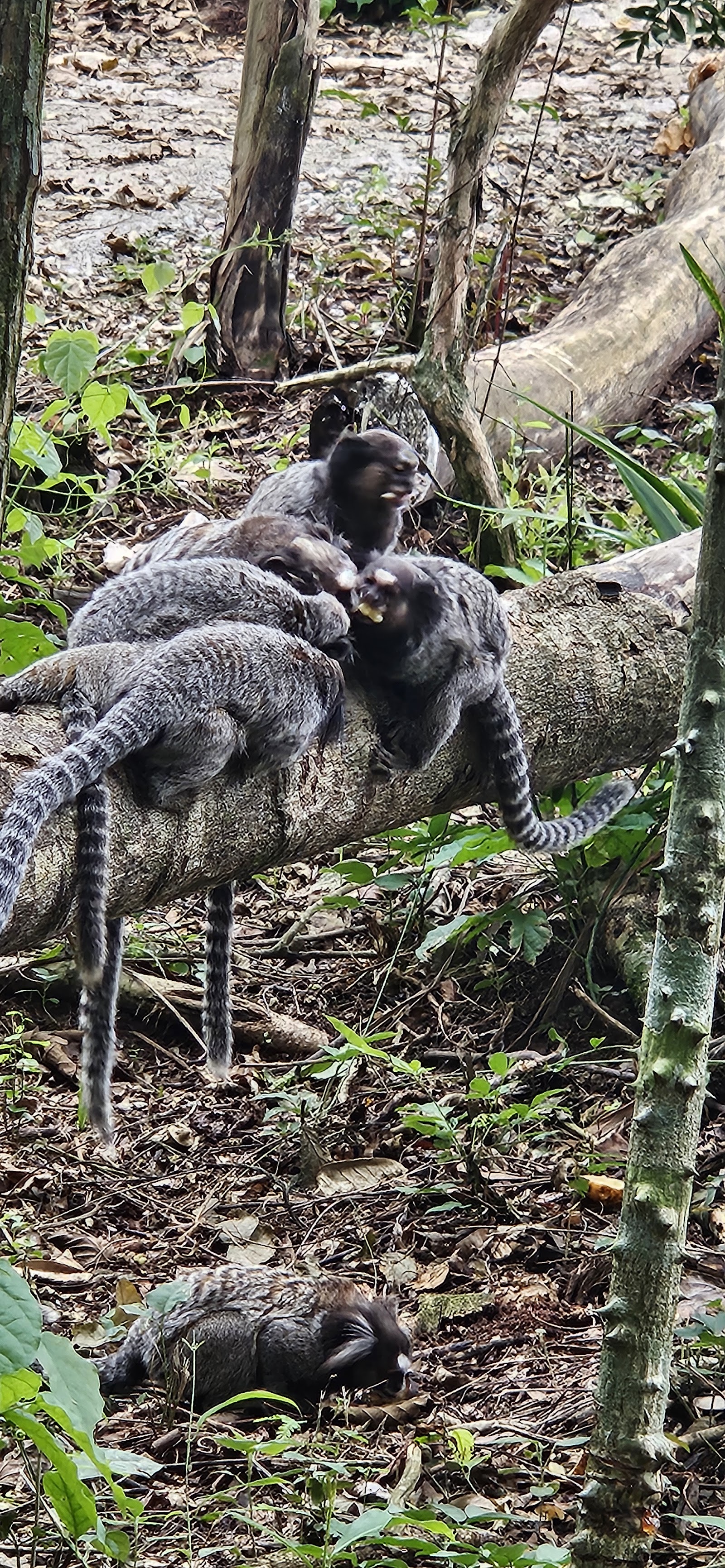 Cabana Rota do Vinho