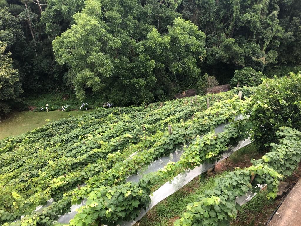 Chalé Canto da Viola