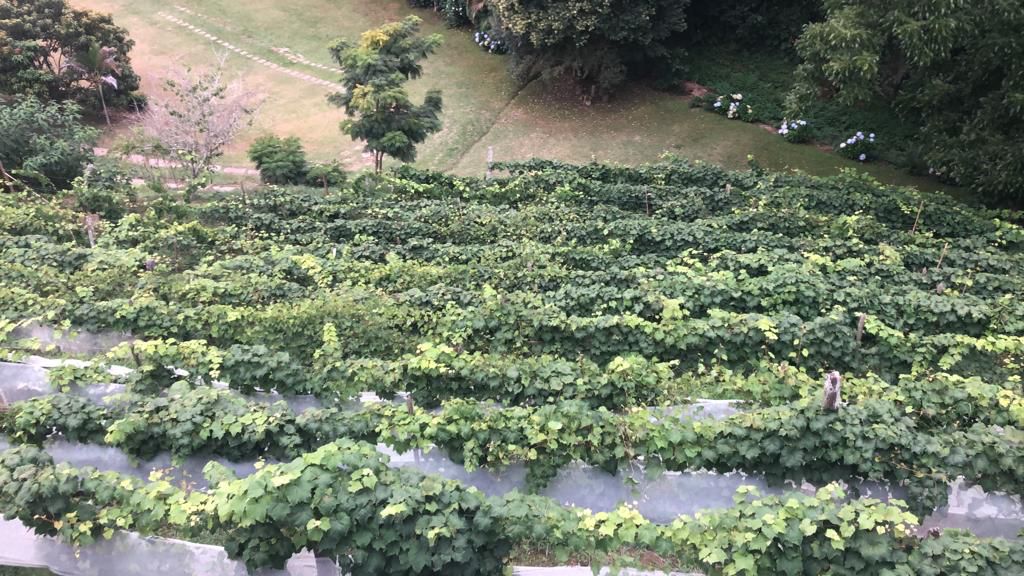 Chalé Canto da Viola