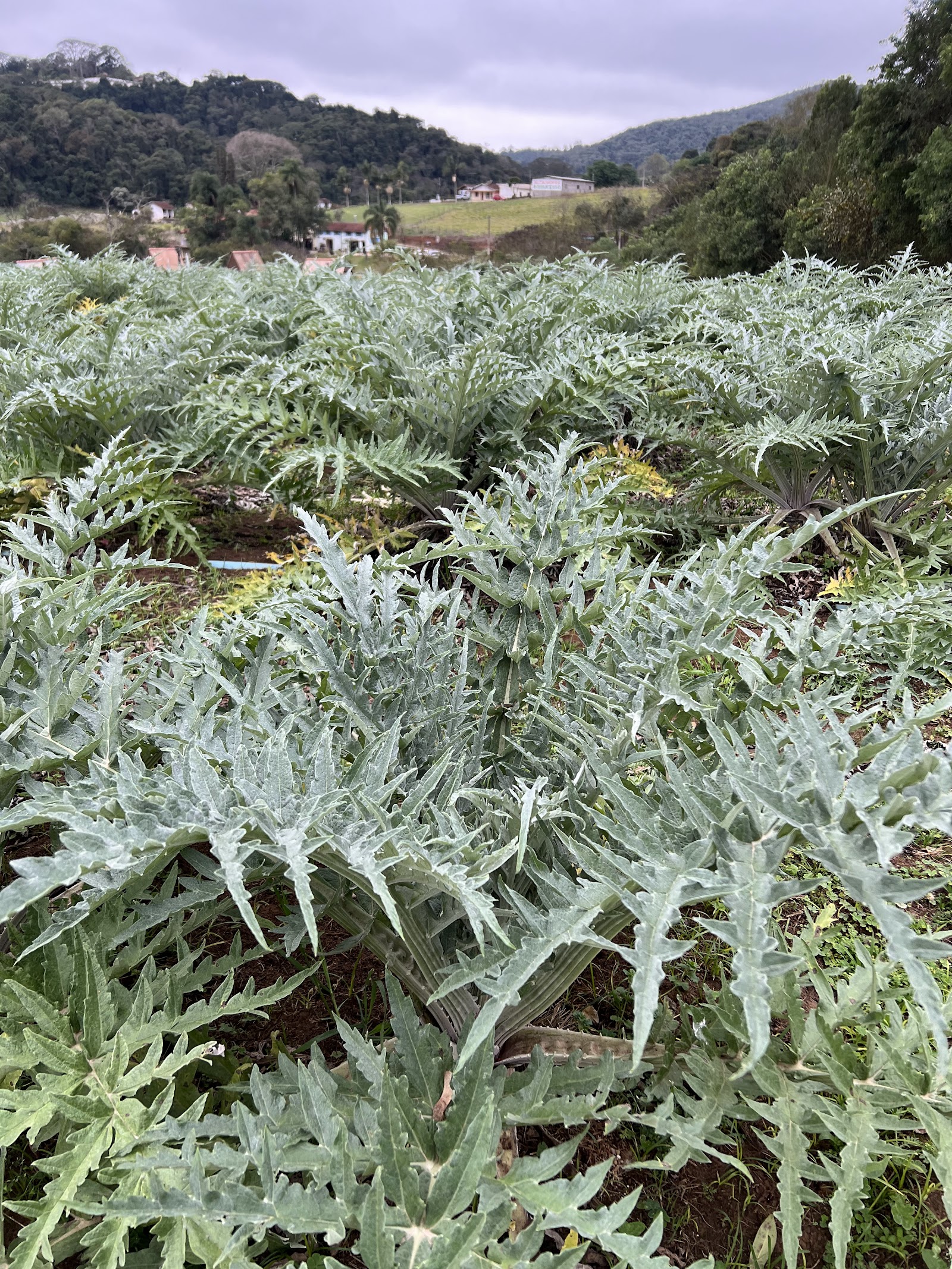 Empório e Restaurante Quintal das Alcachofras