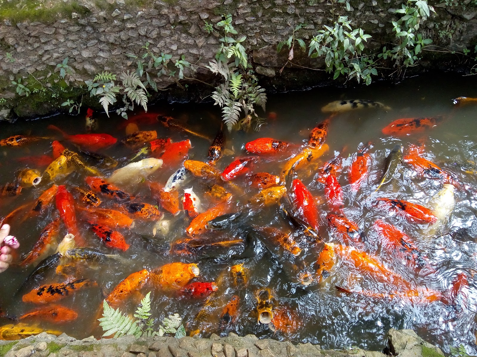 Horto Florestal - Parque Estadual Alberto Löfgren