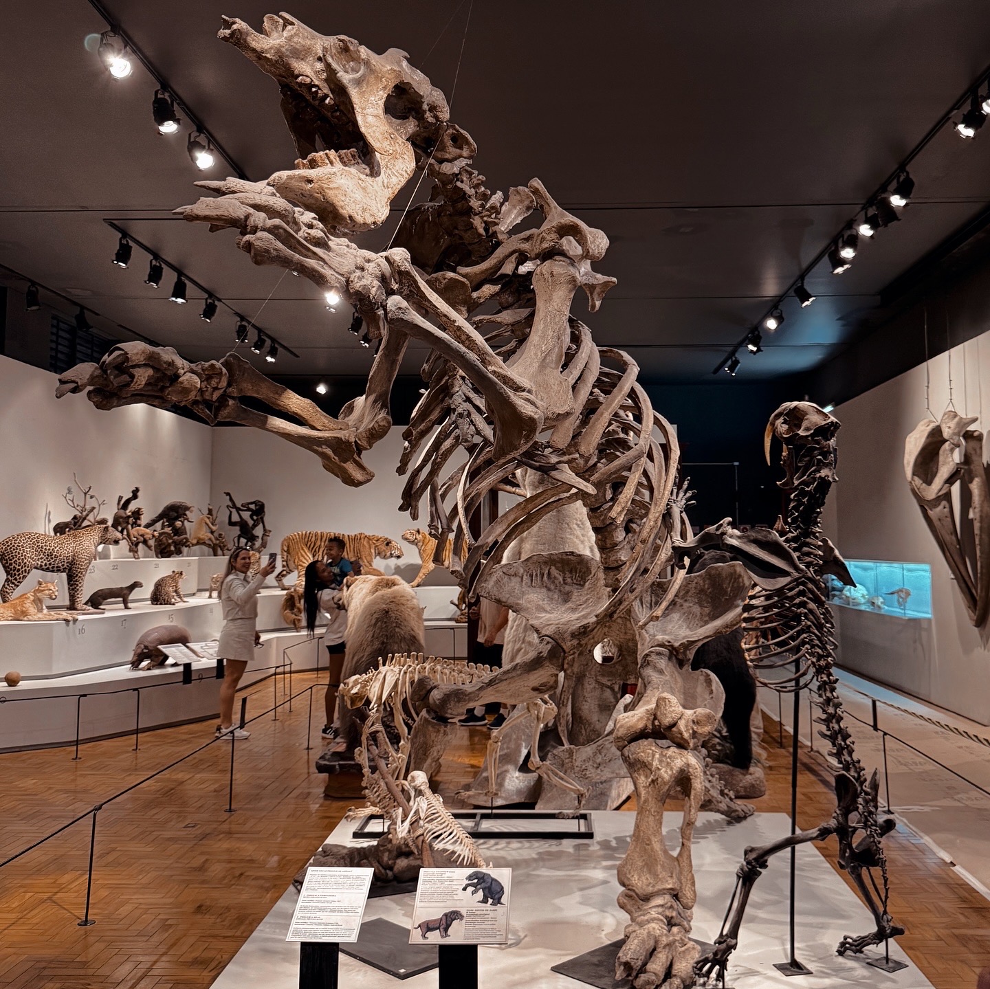 Museum of Zoology of the University of São Paulo