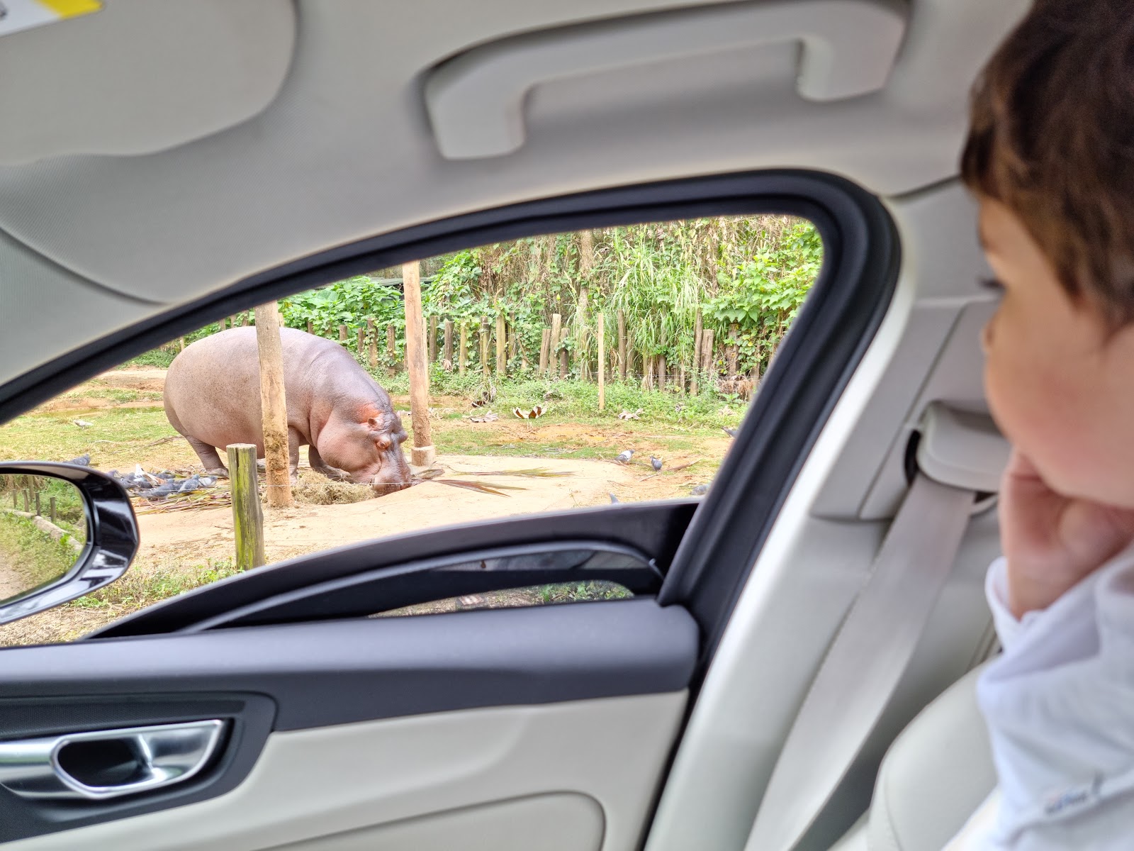 Simba Safári SP