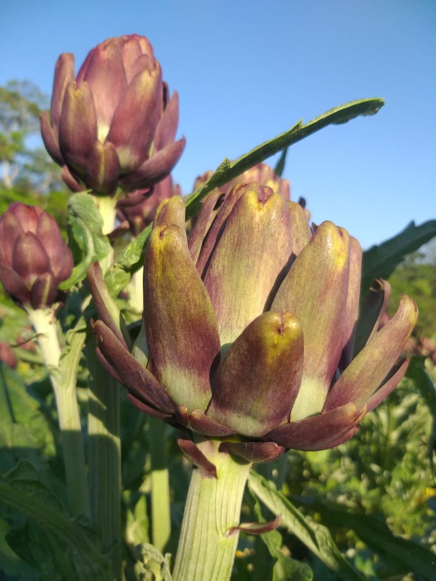 Vinícola Vinhos São Roque