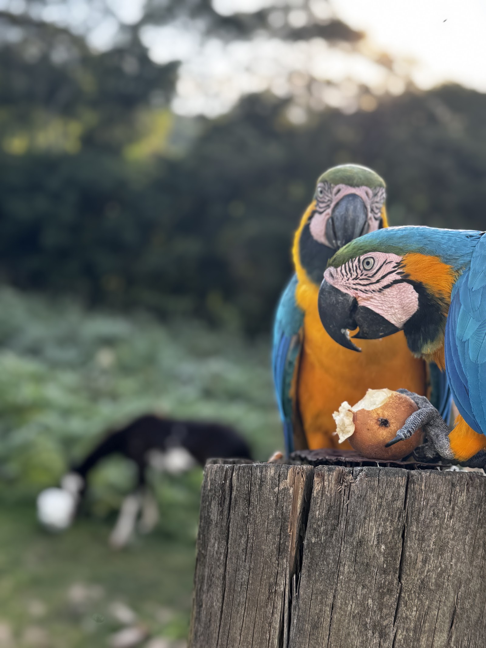 Vinícola Vinhos São Roque