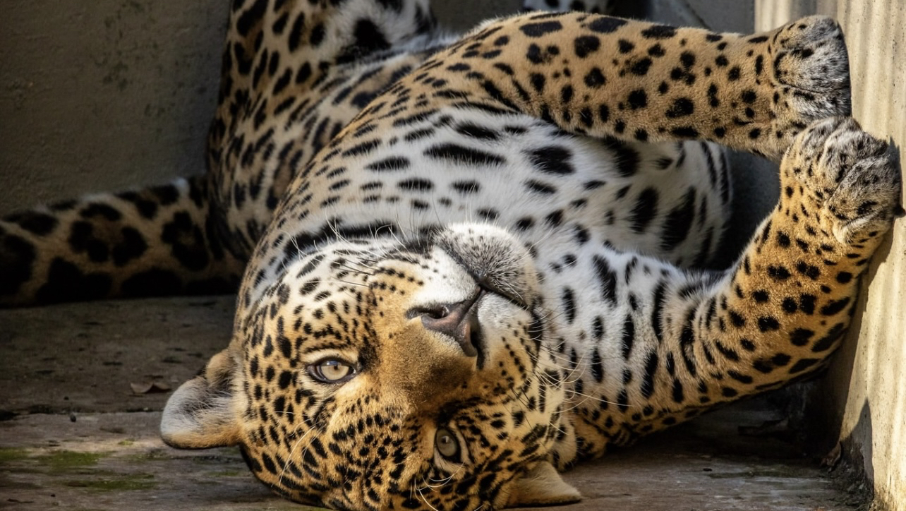 Zoológico de São Paulo